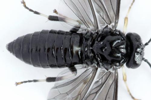 Caliroa annulipes