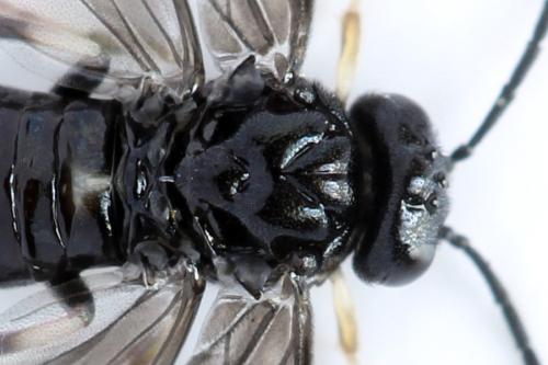 Caliroa annulipes