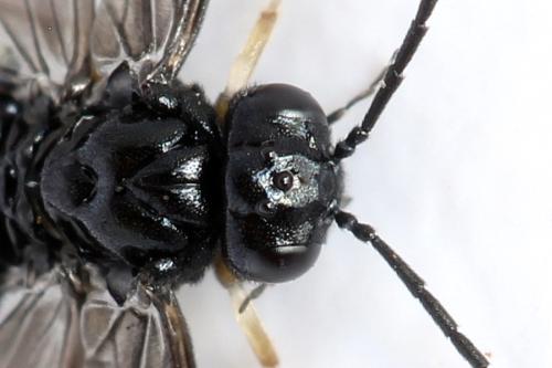 Caliroa annulipes