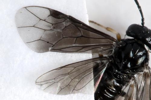 Caliroa annulipes