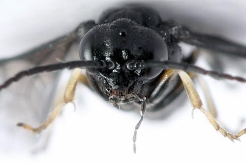 Caliroa annulipes
