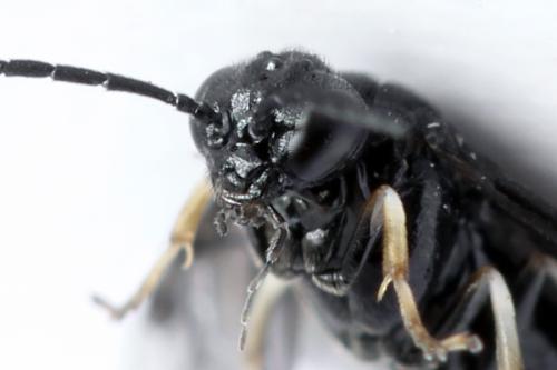 Caliroa annulipes