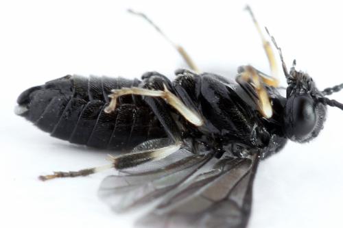 Caliroa annulipes