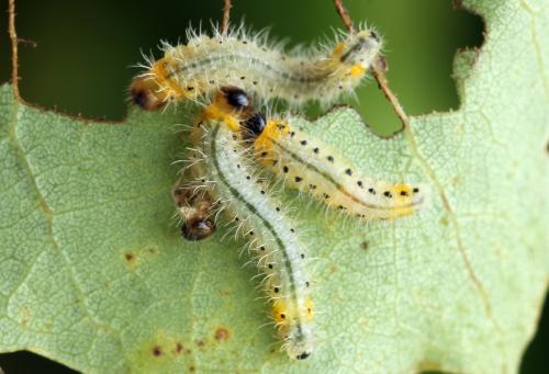 Priophorus grandis