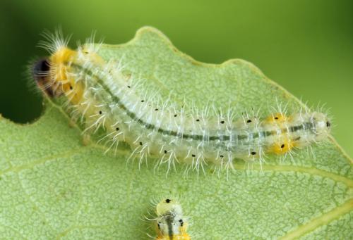 Priophorus grandis