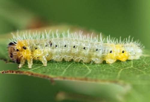 Priophorus grandis