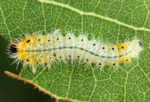 Priophorus grandis