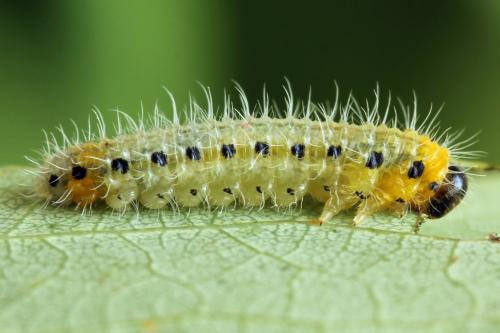 Priophorus grandis