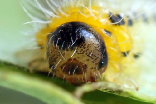 Priophorus grandis