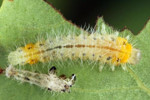 Priophorus grandis