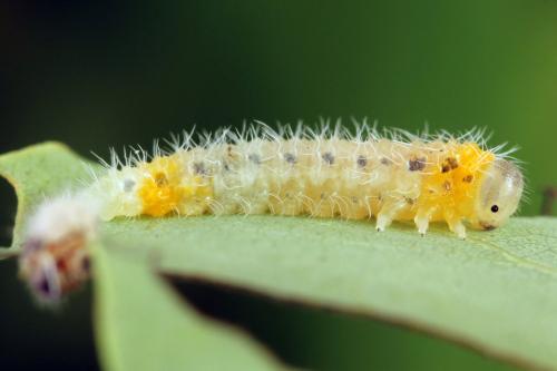 Priophorus grandis