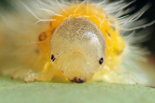 Priophorus grandis