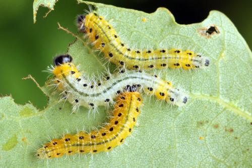 Priophorus grandis