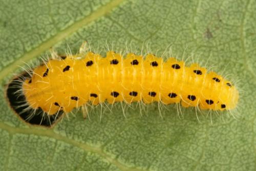 Priophorus grandis
