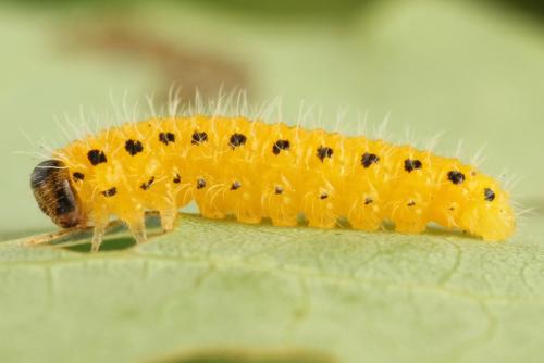 Priophorus grandis