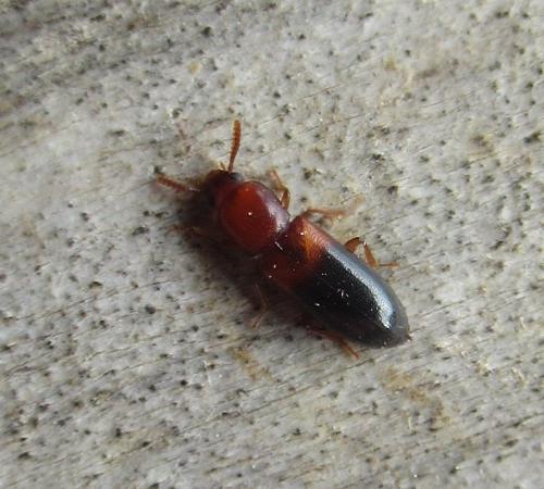 Corticeus bicolor