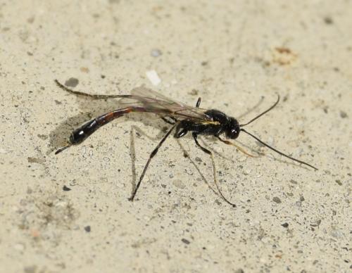 Réf. 320 941 : Barylypa uniguttata