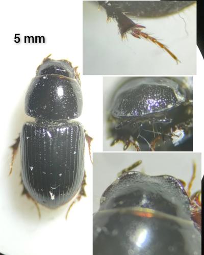 Réf. 320 944 : Calamosternus granarius