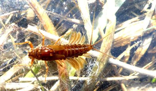Leptophlebia marginata