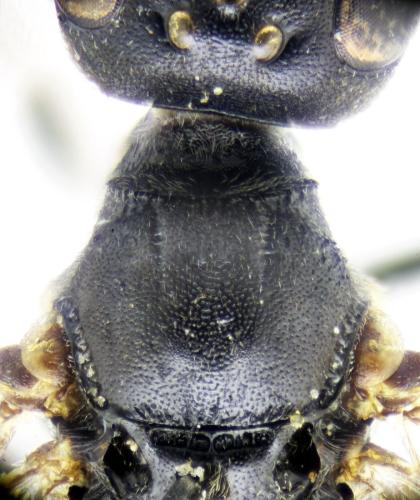 Réf. 320 049 : Passaloecus gracilis