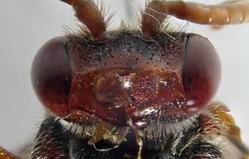 Réf. 320 601 : Nomada striata