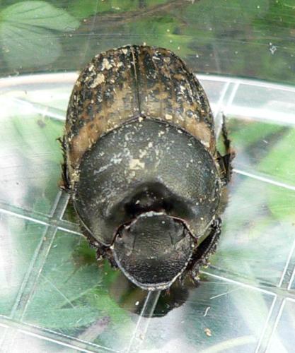 Réf. 320 984 : Onthophagus medius