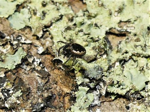 Réf. 320 629 : Nuctenea umbratica