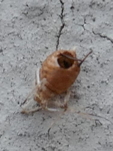 Réf. 320 434 : Aphidiinae inconnu