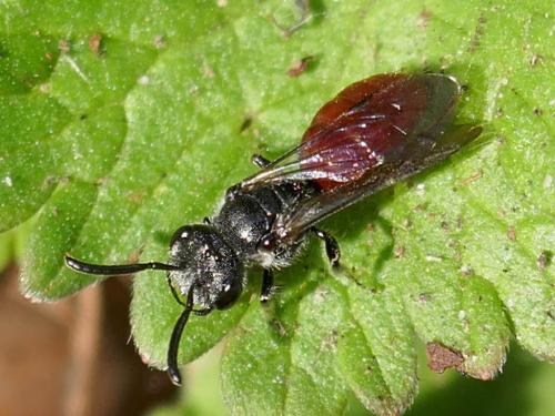 Réf. 320 956 : Sphecodes sp.