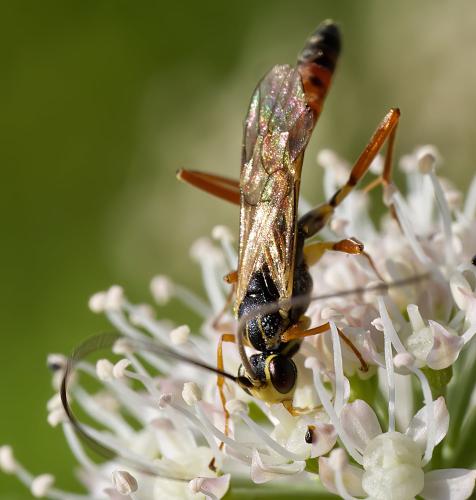 Réf. 320 015 : Lissonota sp.