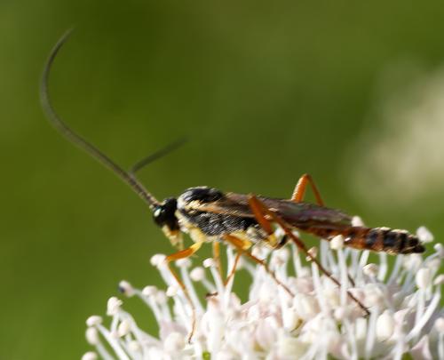 Réf. 320 016 : Lissonota sp.