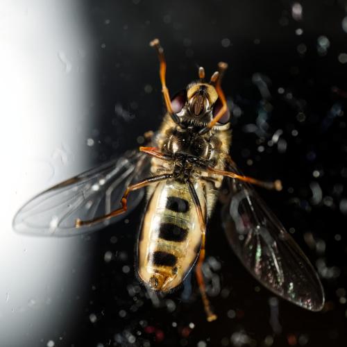 Réf. 320 669 : Eupeodes luniger