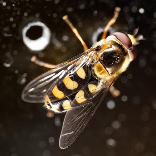 Eupeodes luniger