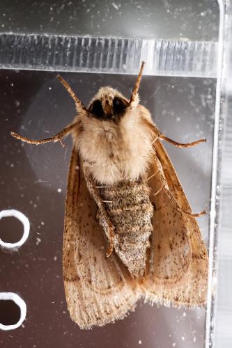 Orthosia cruda