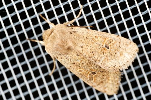Réf. 320 909 : Orthosia cruda