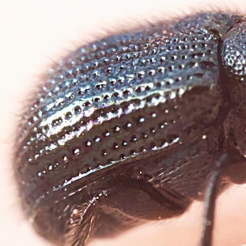 Réf. 320 606 : Neocoenorrhinus pauxillus