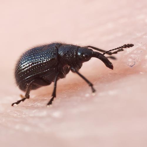 Neocoenorrhinus pauxillus