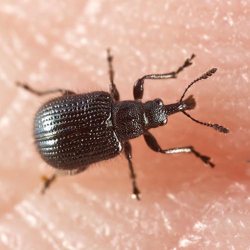 Neocoenorrhinus pauxillus