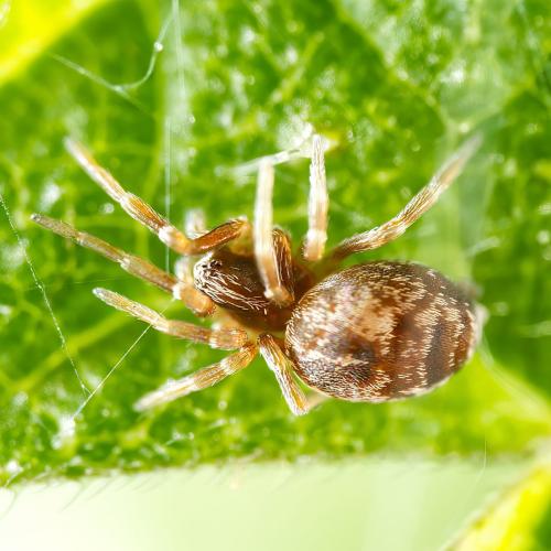 Dictyna uncinata