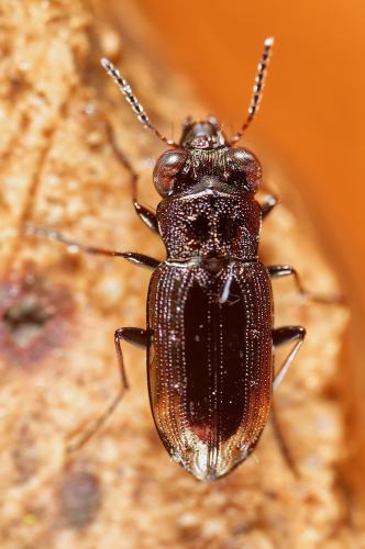 Réf. 320 997 : Notiophilus quadripunctatus