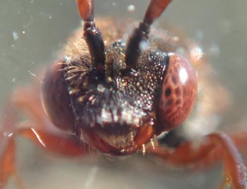 Nomada carnifex