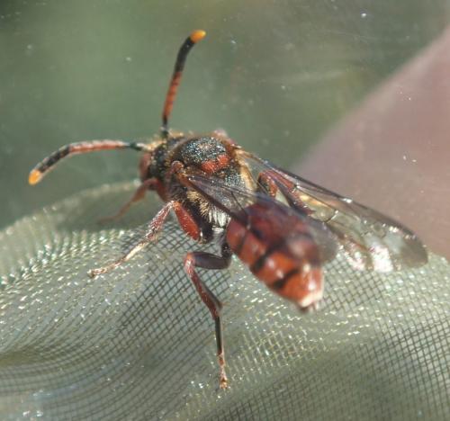 Nomada carnifex