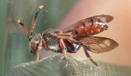 Nomada carnifex