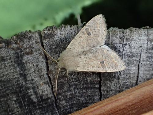 Orthosia cruda