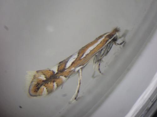 Réf. 320 103 : Phyllonorycter mespilella