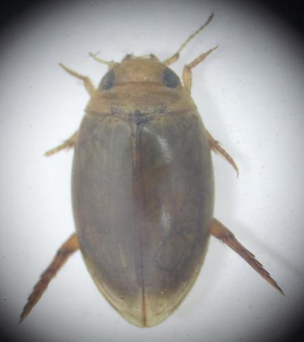 Laccophilus minutus