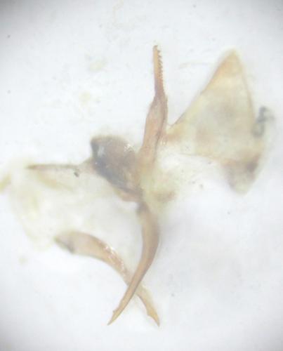 Laccophilus minutus