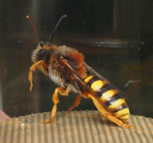 Réf. 320 391 : Nomada agrestis