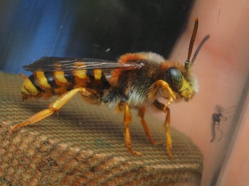 Réf. 320 390 : Nomada agrestis