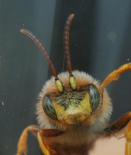 Nomada agrestis